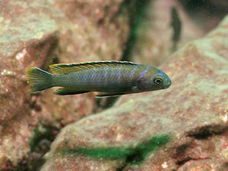 Tropheops kumwera 'Makokola Reef'